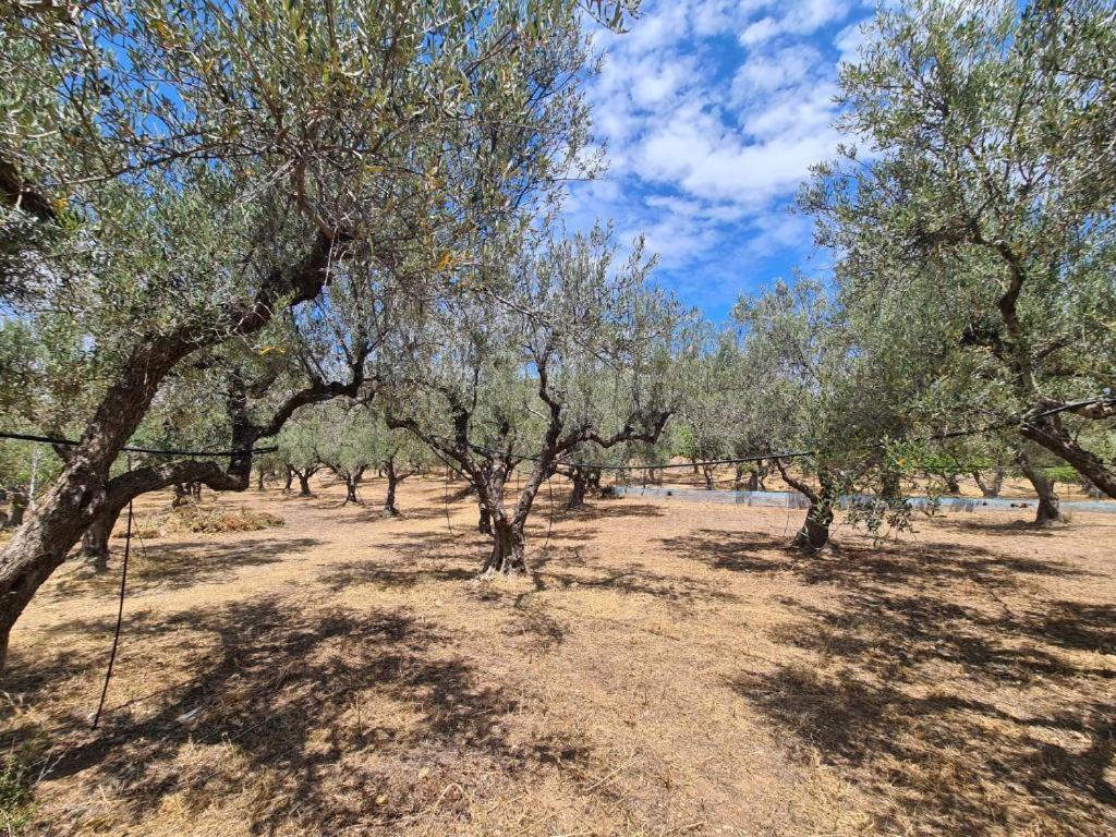 Το Κτήμα Της Ελιάς Του Τάκη Guest House Paralia Demonias Ngoại thất bức ảnh