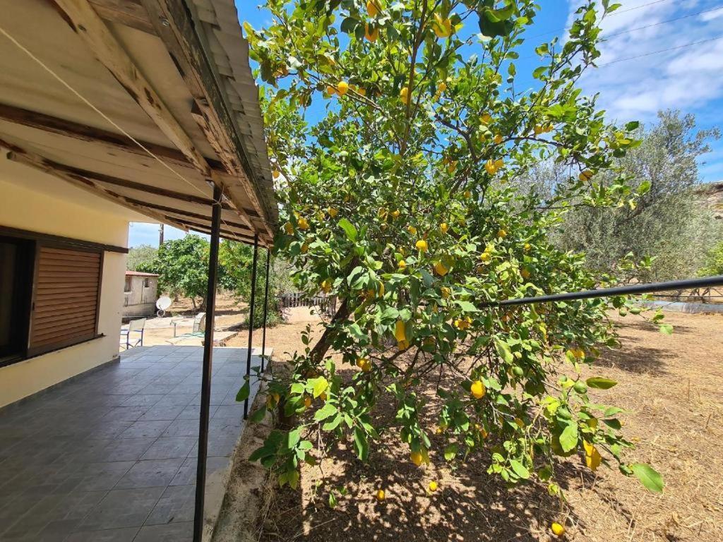 Το Κτήμα Της Ελιάς Του Τάκη Guest House Paralia Demonias Ngoại thất bức ảnh